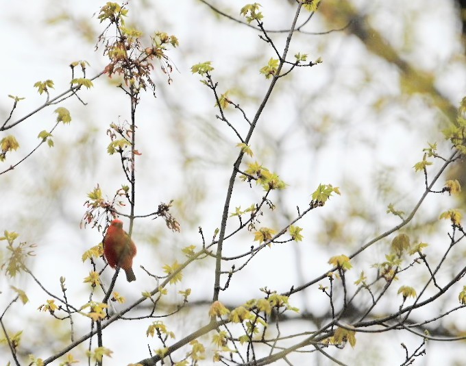 Scarlet Tanager - ML635102254
