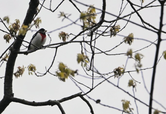 Rose-breasted Grosbeak - ML635102262