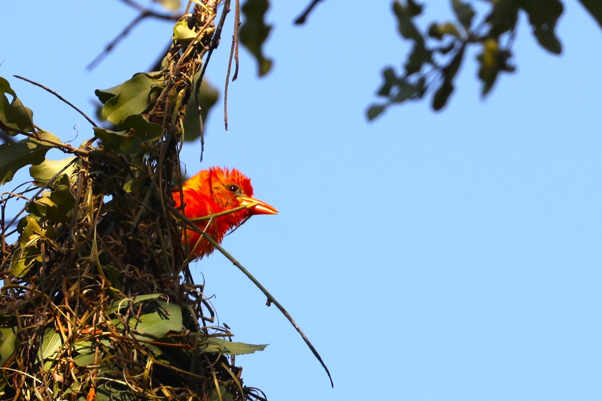 Red-headed Weaver - ML635102289