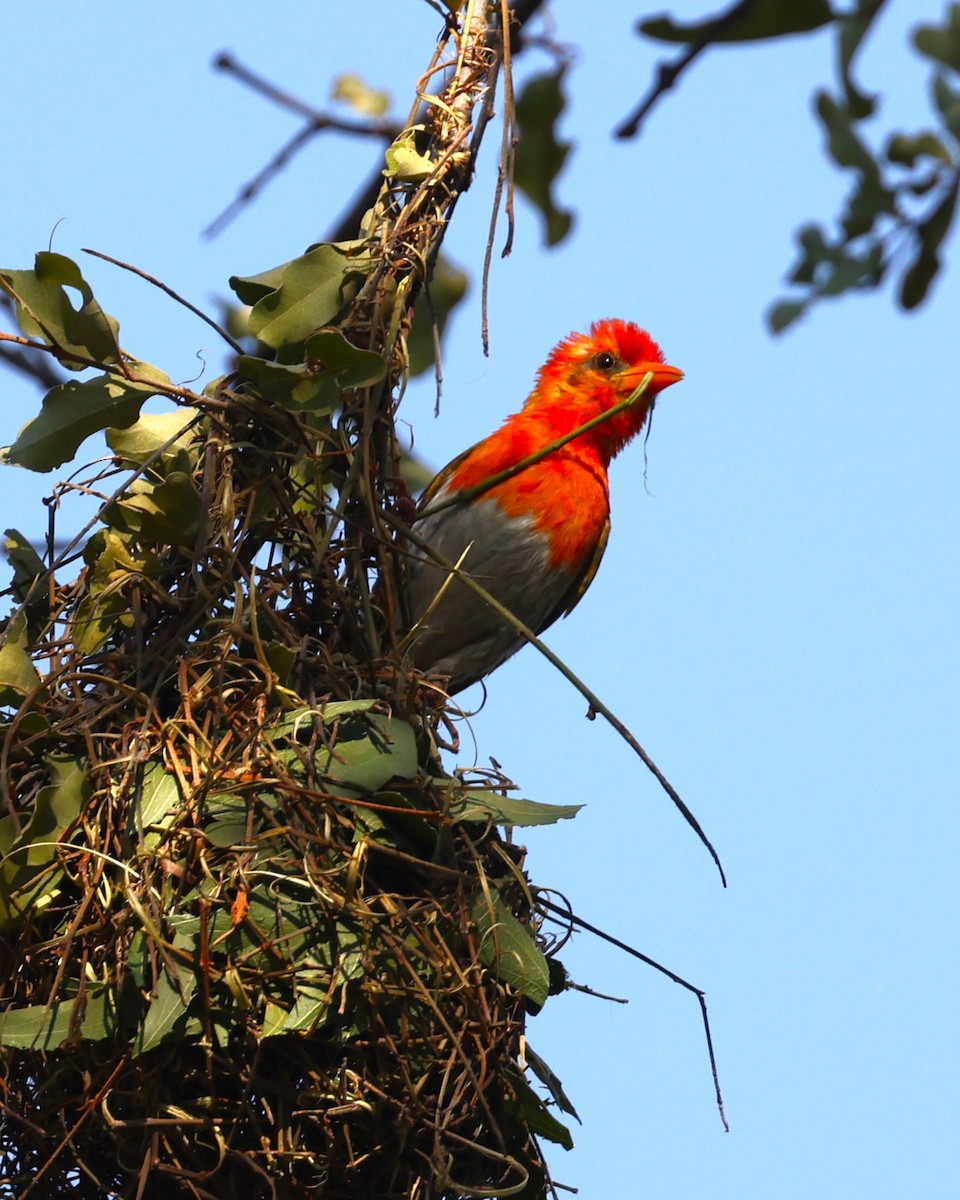 Red-headed Weaver - ML635102290