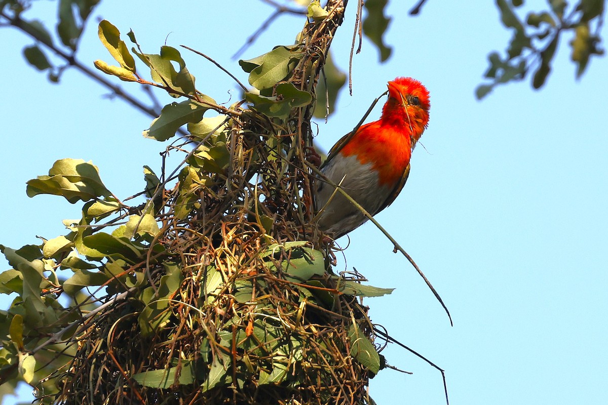 Red-headed Weaver - ML635102291