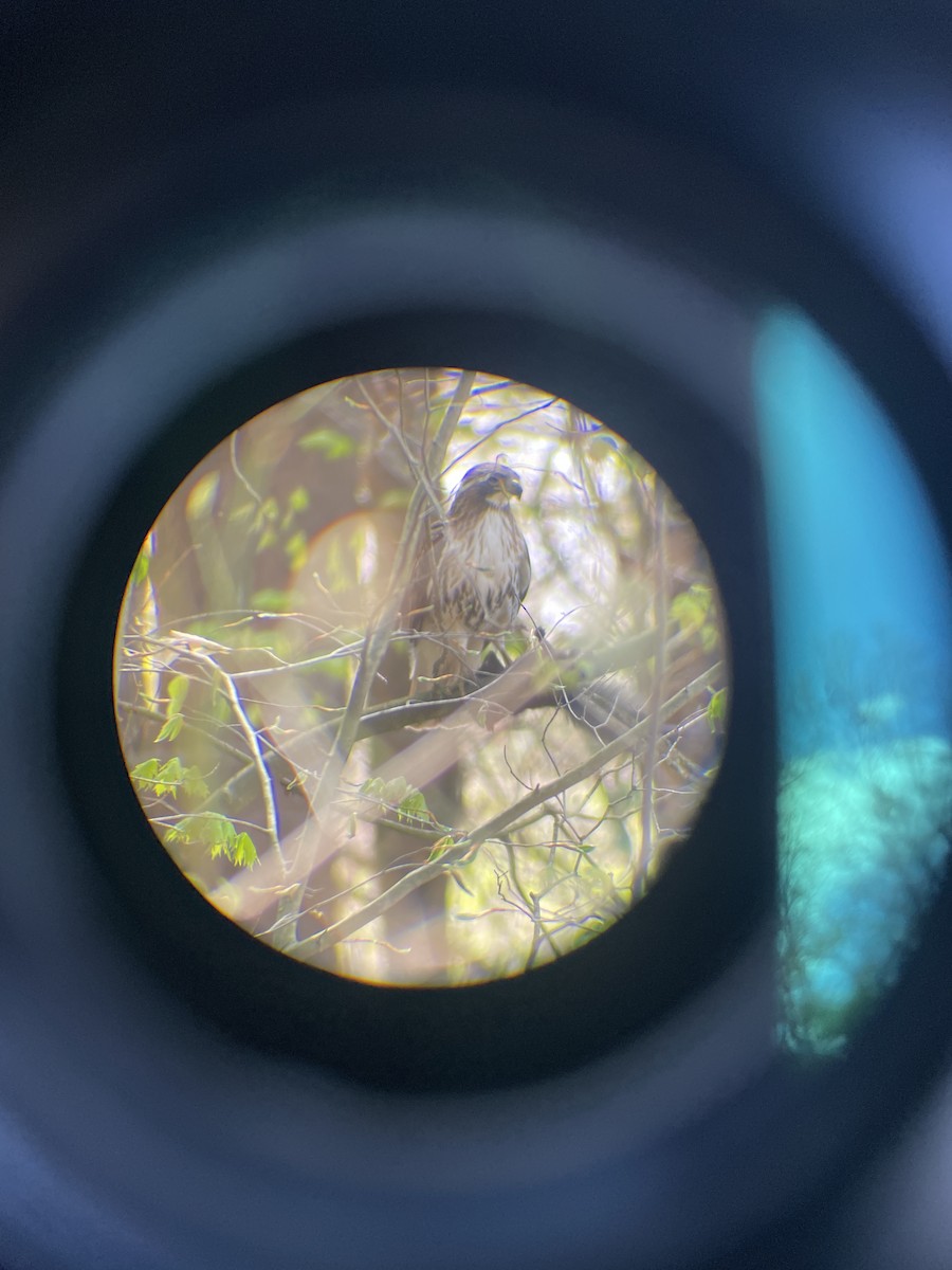 Red-tailed Hawk - ML635102321