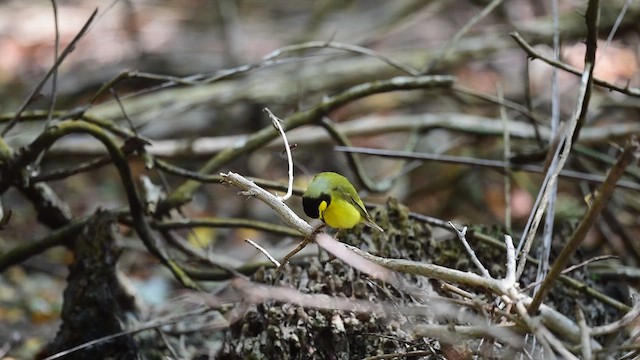 hetteparula - ML635102369