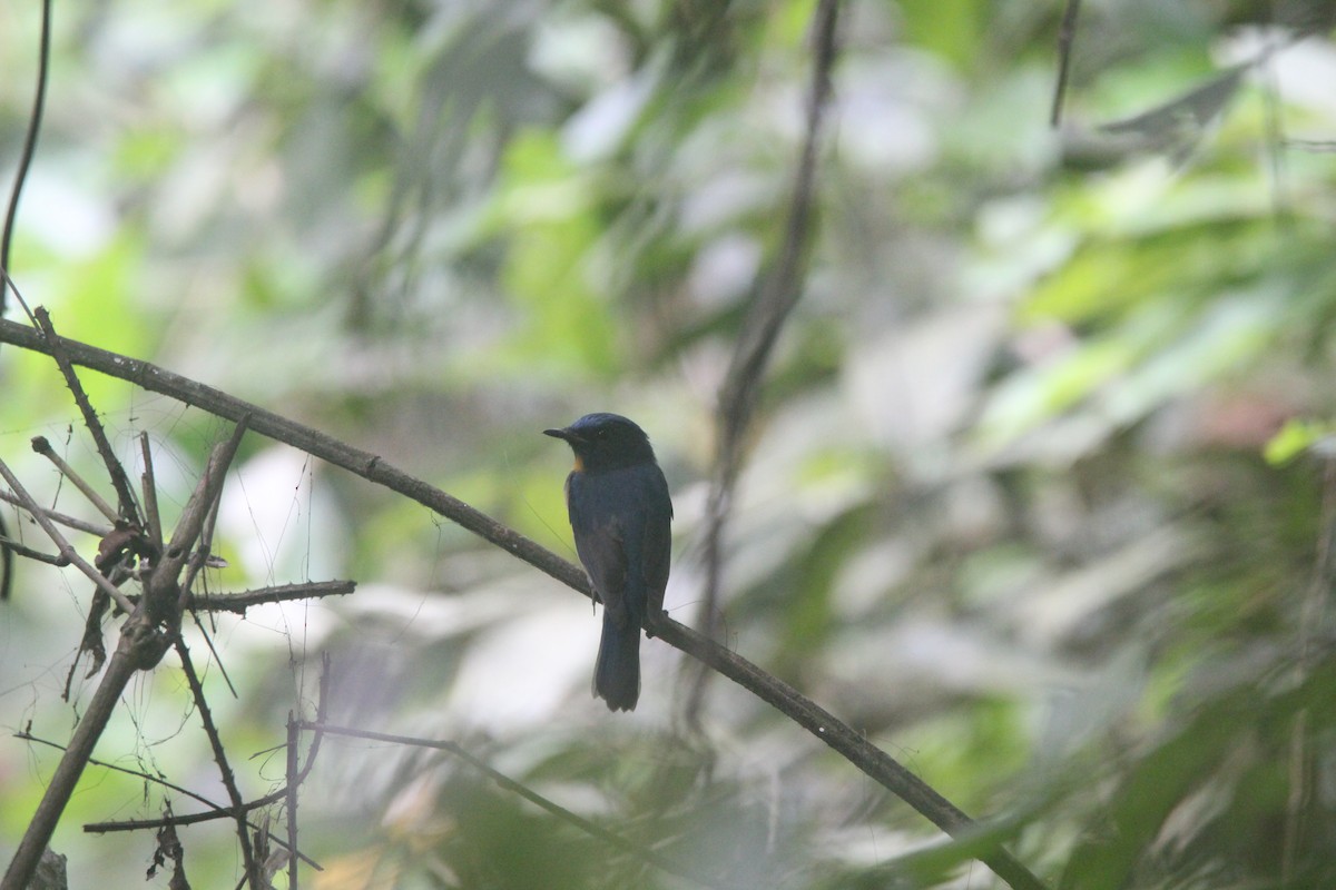 Hainan Blue Flycatcher - ML635102403