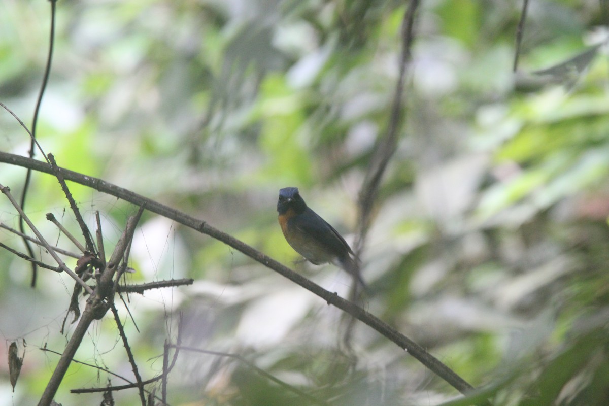 Hainan Blue Flycatcher - ML635102405