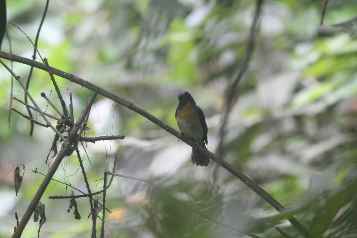 Hainan Blue Flycatcher - ML635102407