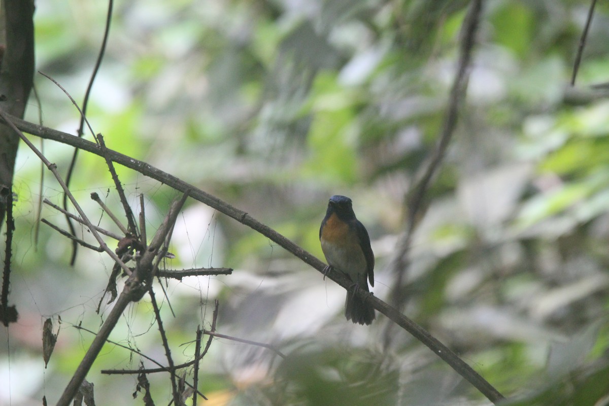 Hainan Blue Flycatcher - ML635102409