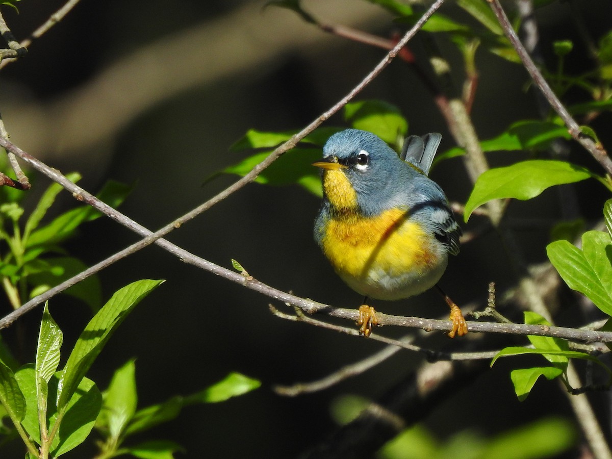 Northern Parula - ML635102410
