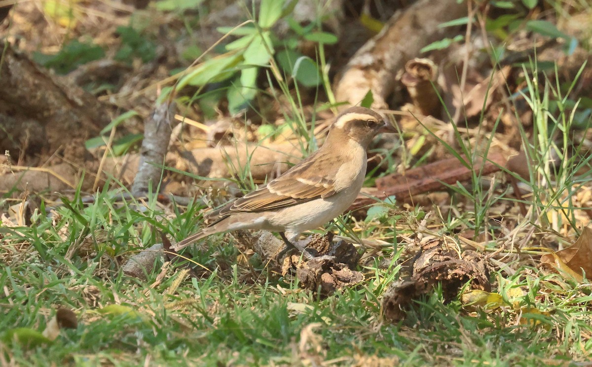 Yellow-throated Bush Sparrow - ML635102411
