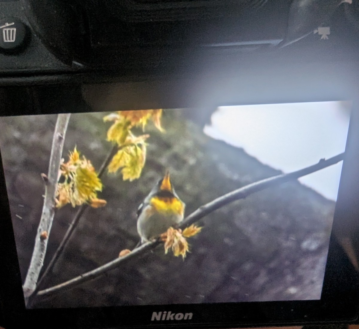 Northern Parula - ML635102459