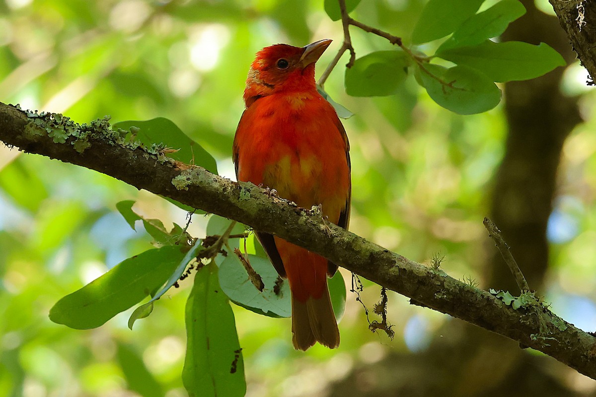 Summer Tanager - ML635102510