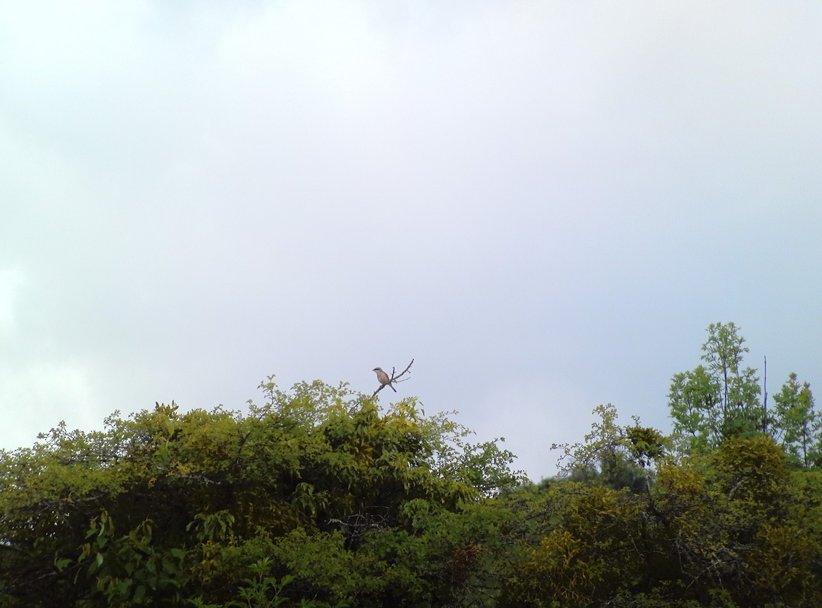 Улбар нуруут дунхай - ML635102539