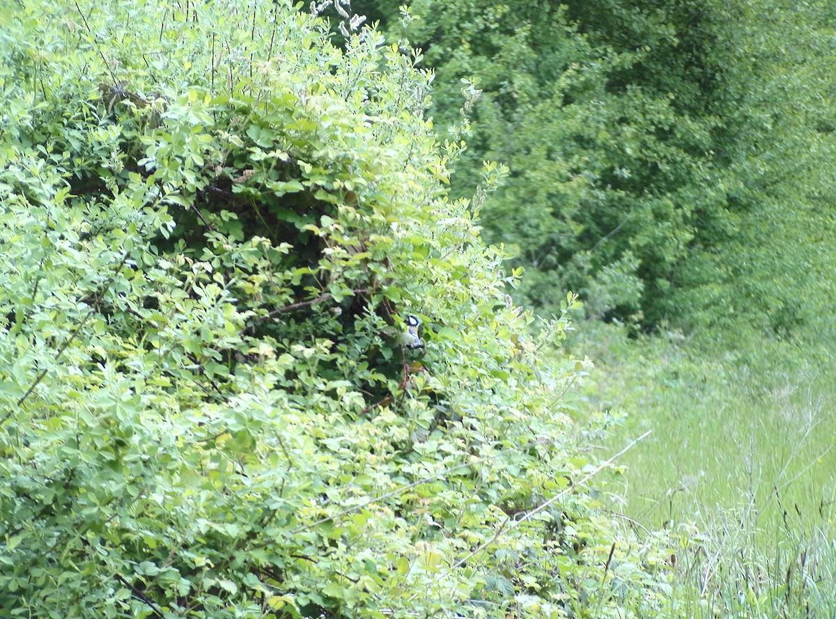 Их хөх бух - ML635102586