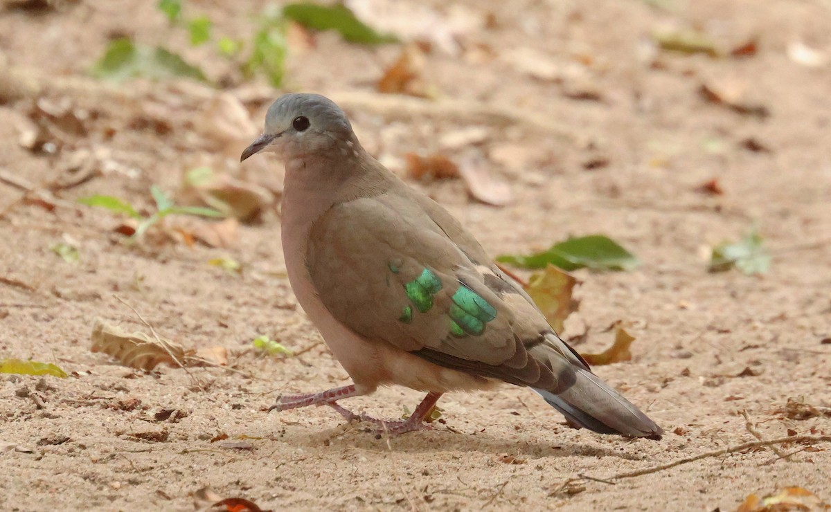 Emerald-spotted Wood-Dove - ML635102619