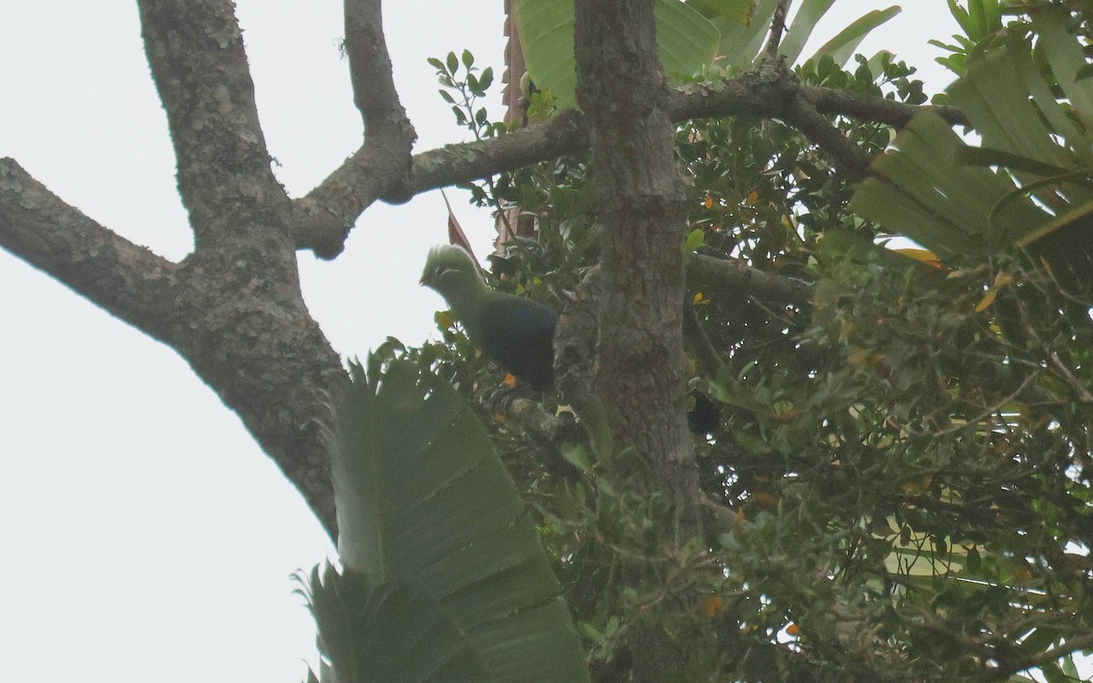 Knysna Turaco - ML635102630