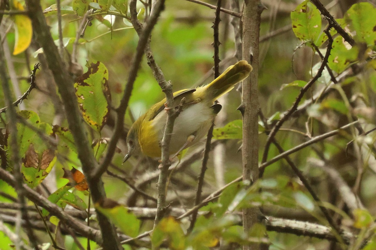 Yellow-breasted Apalis - ML635102672