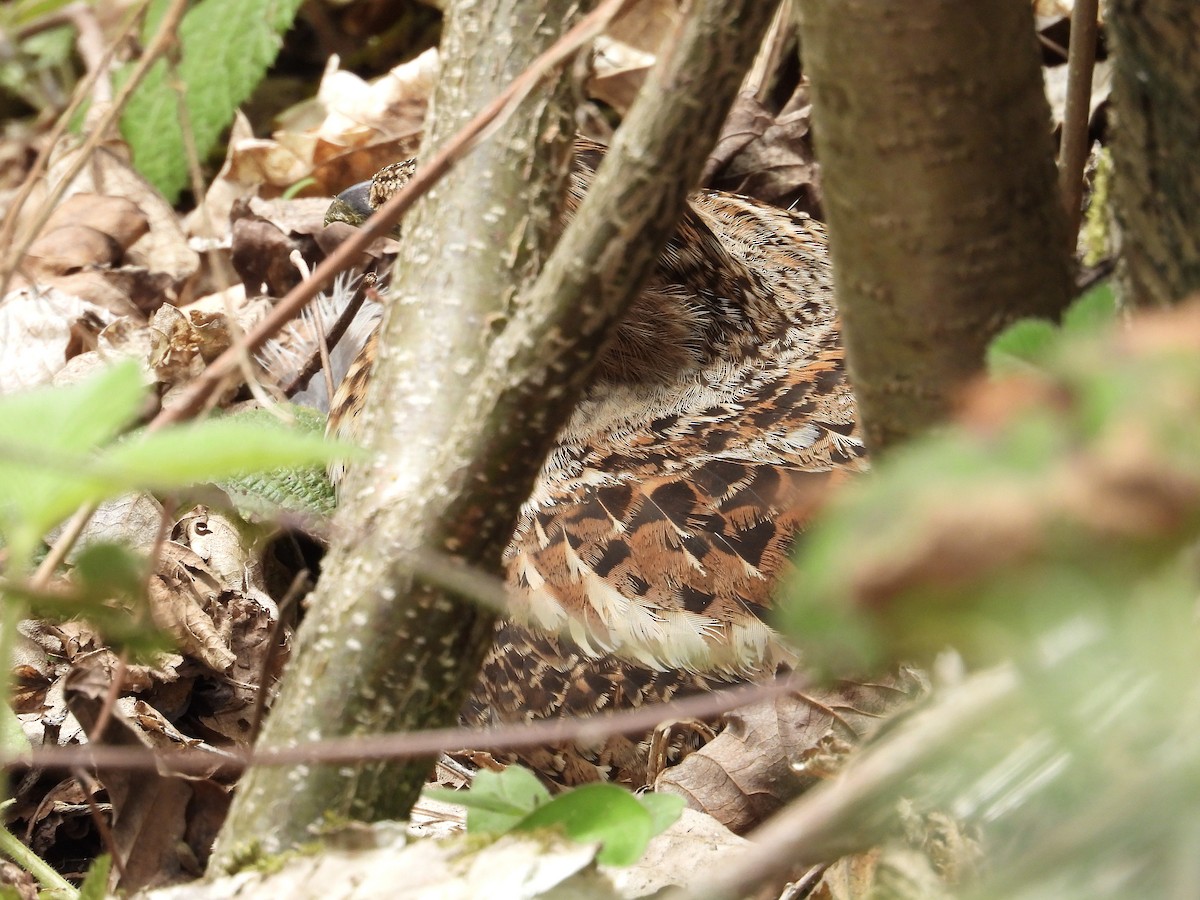 Hazel Grouse - ML635102707
