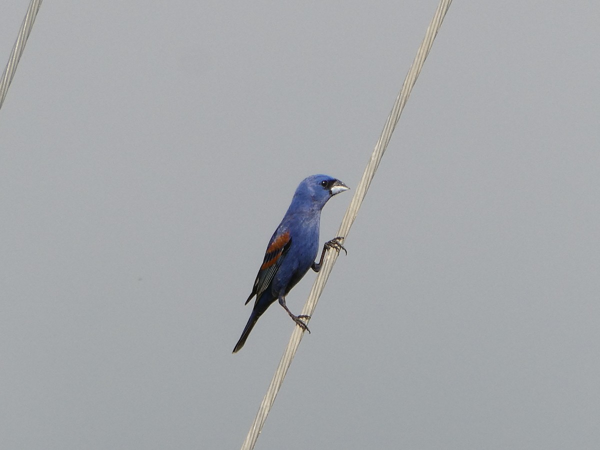 Guiraca bleu - ML635102719