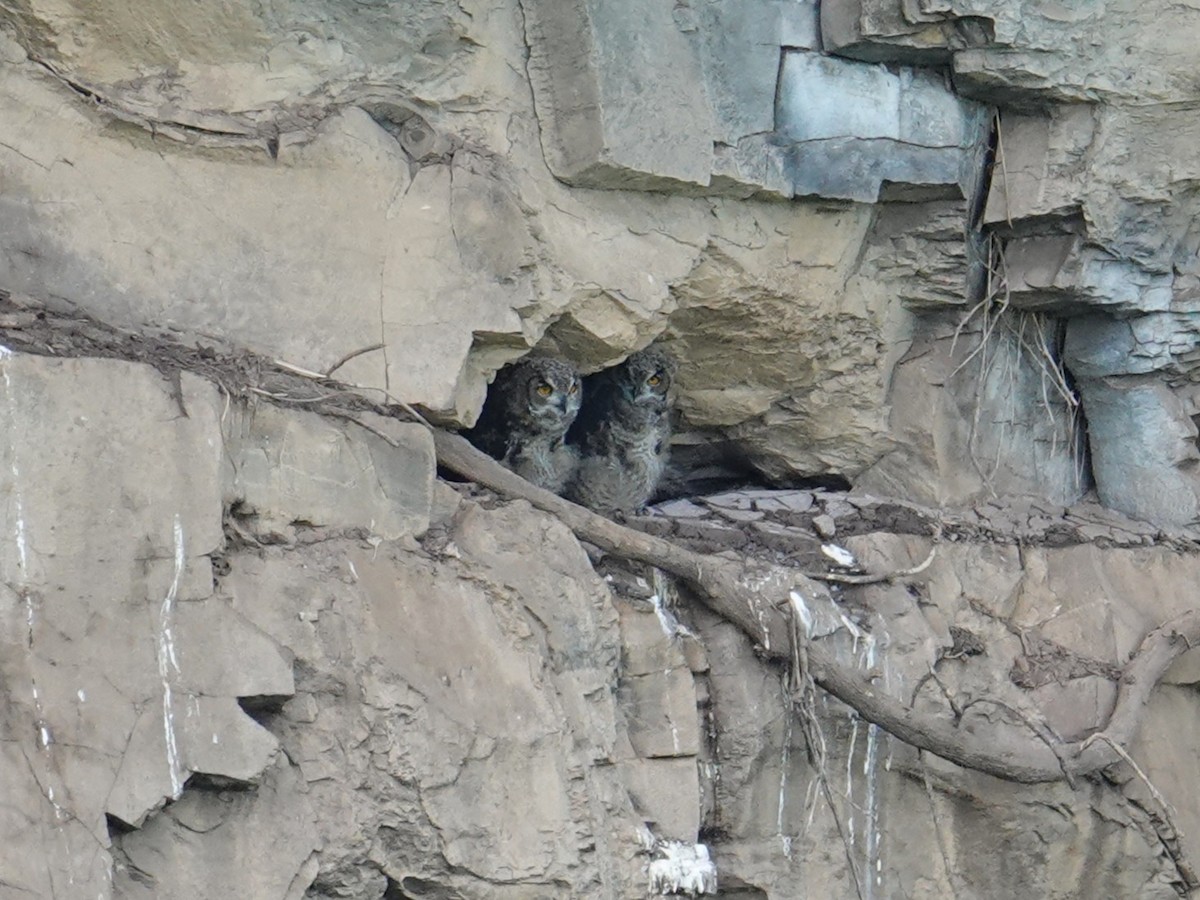 Cape Eagle-Owl - ML635102768