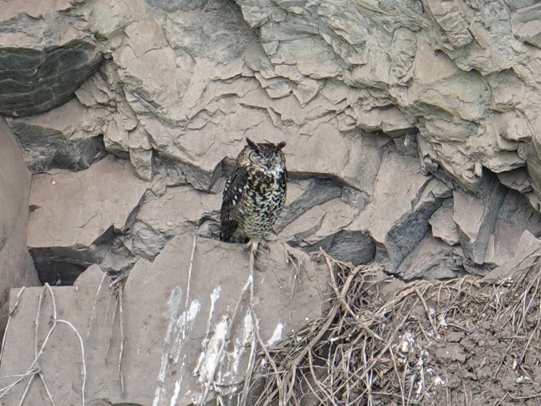 Cape Eagle-Owl - ML635102775