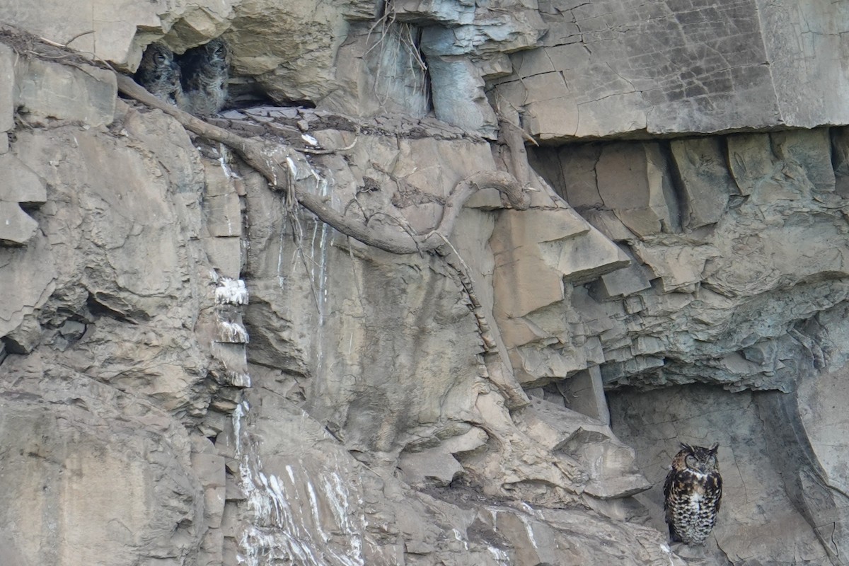 Cape Eagle-Owl - ML635102778