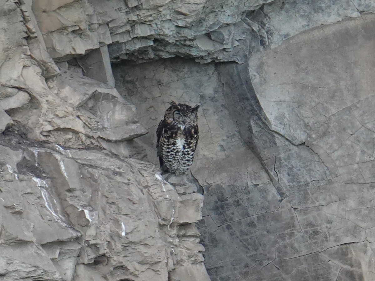 Cape Eagle-Owl - ML635102779