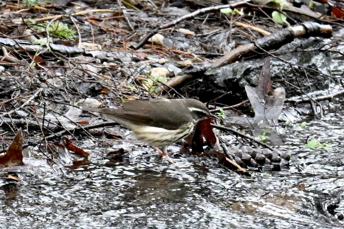 Louisiana Waterthrush - ML635102790