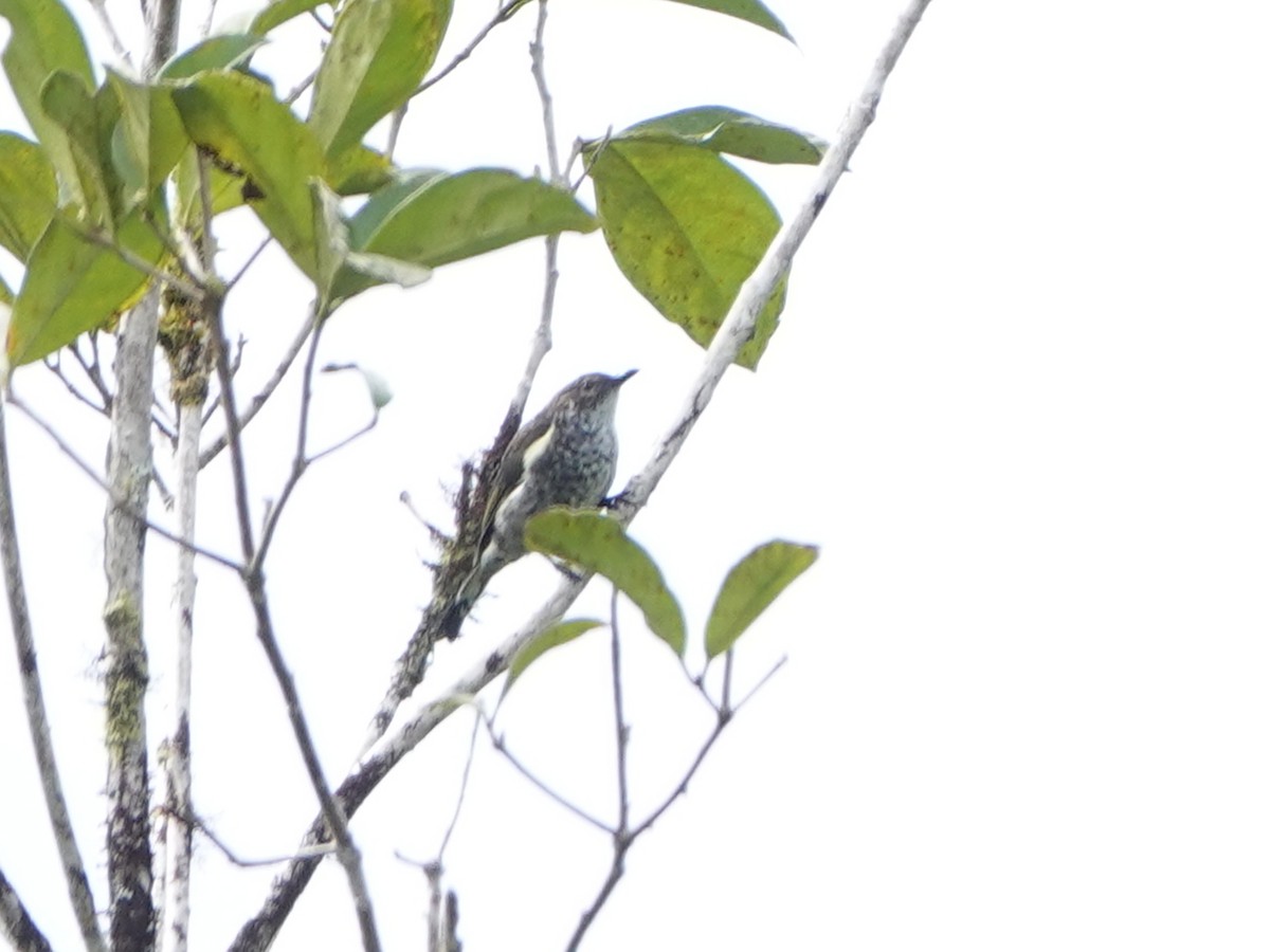 Thick-billed Berrypecker - ML635102828