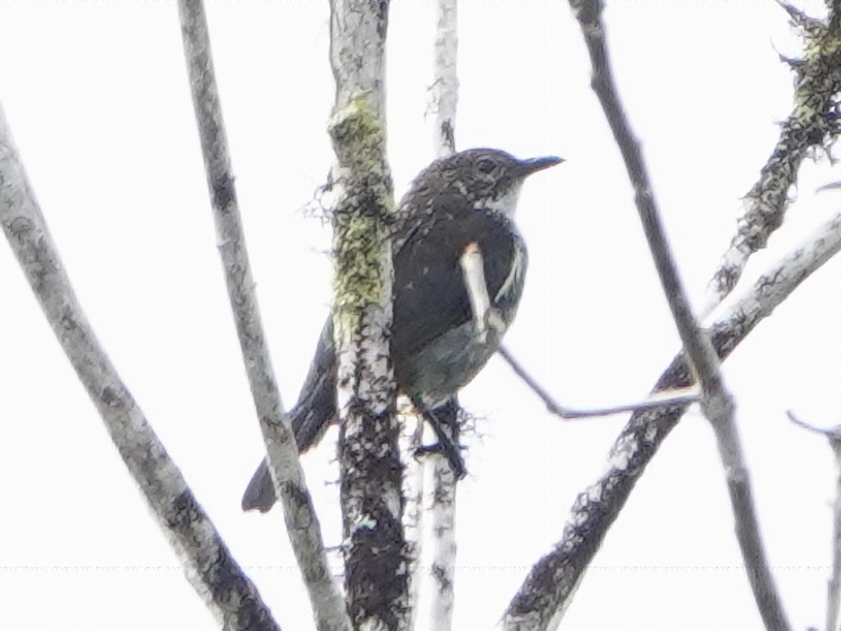 Thick-billed Berrypecker - ML635102829