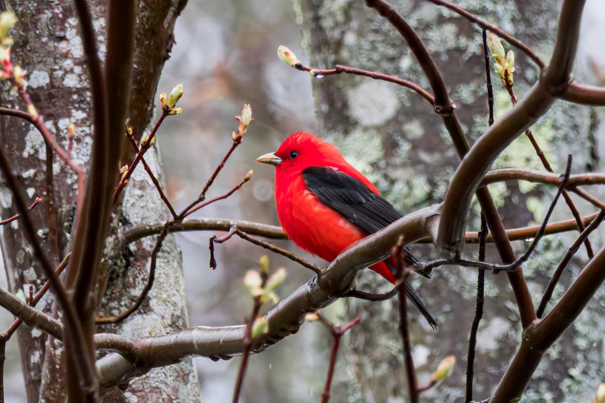 Scarlet Tanager - ML635102832