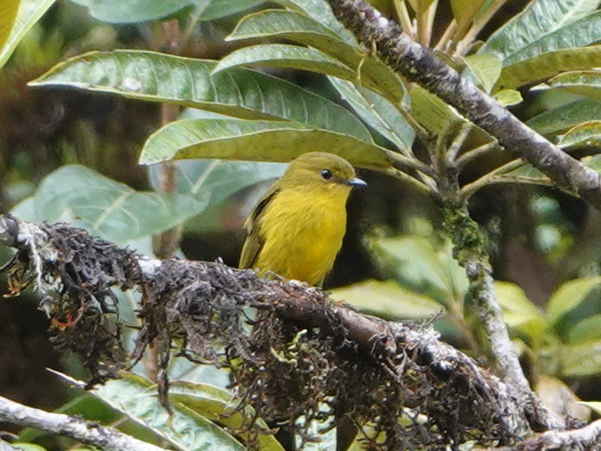 Canary Flyrobin - ML635102877