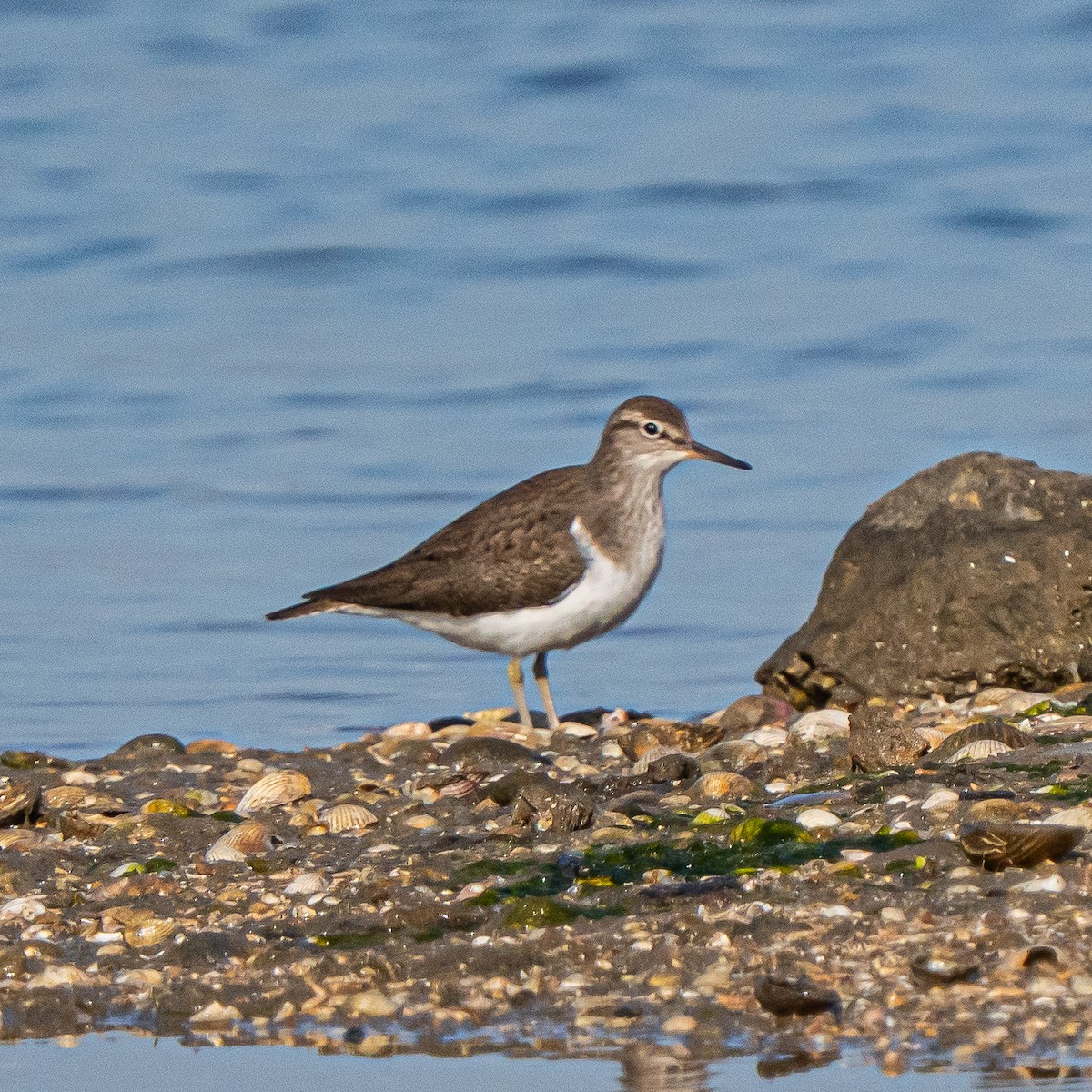 Common Sandpiper - ML635103047