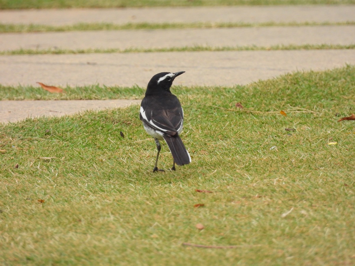 White-browed Wagtail - ML635103067