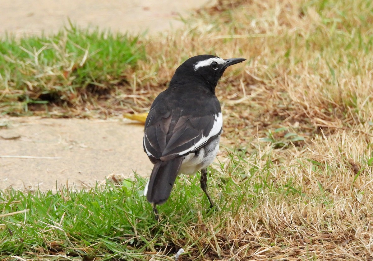White-browed Wagtail - ML635103088