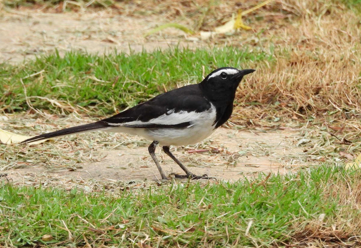 White-browed Wagtail - ML635103091