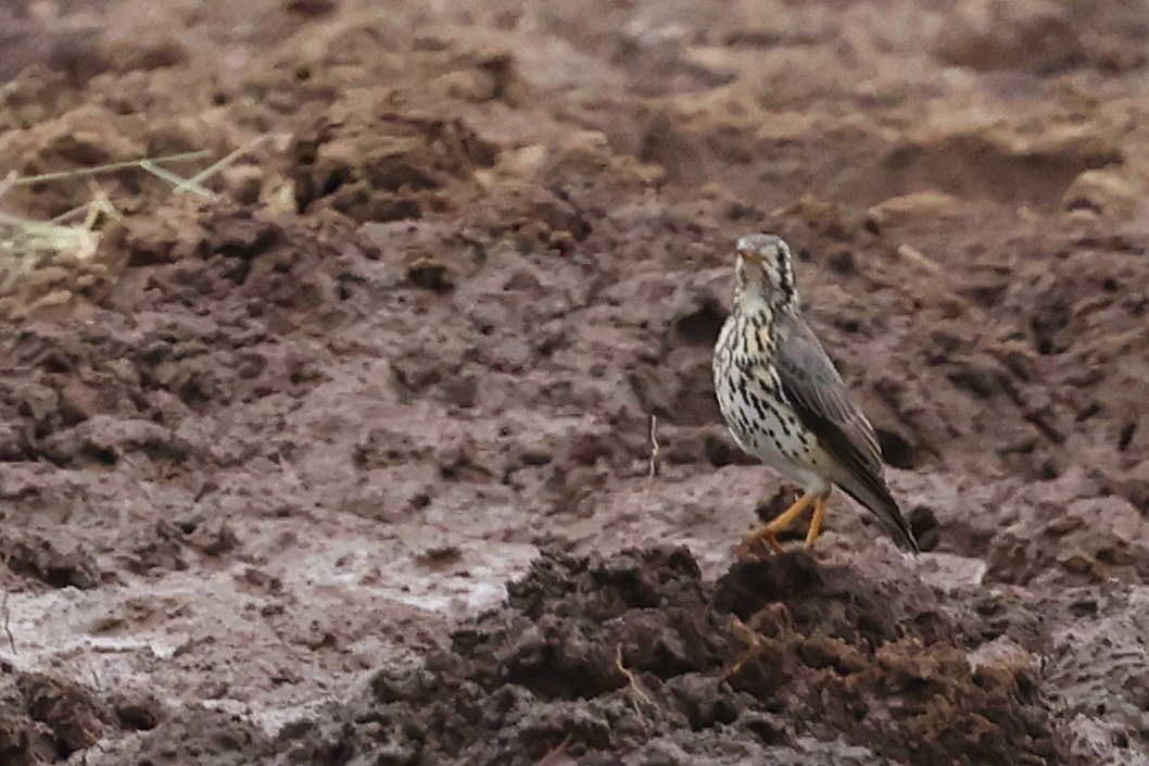 Groundscraper Thrush - ML635103132