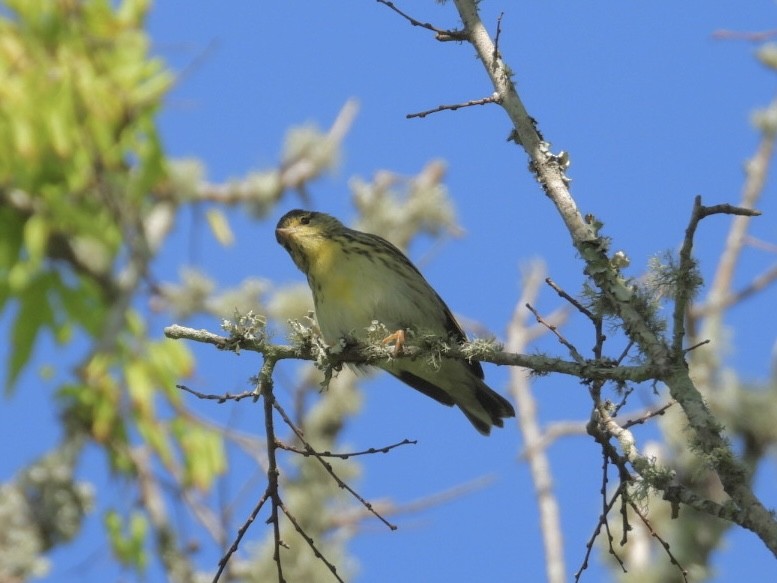 Streifenwaldsänger - ML635103227