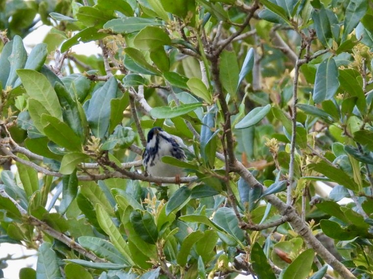 Streifenwaldsänger - ML635103228