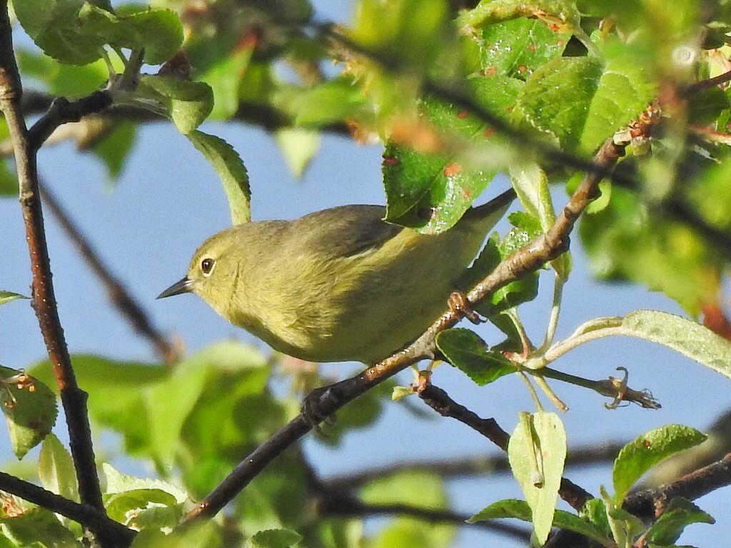 Orange-crowned Warbler - ML635103243