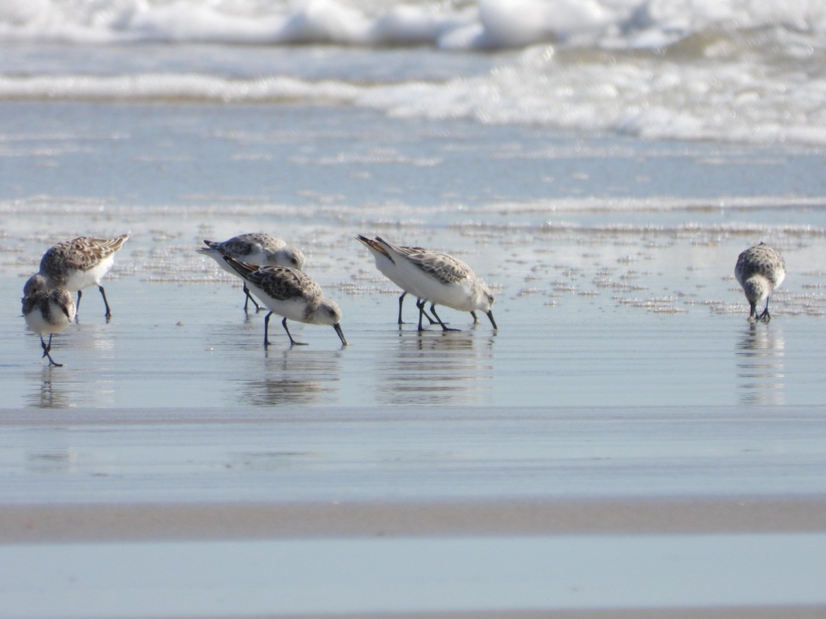 Sanderling - ML635103270