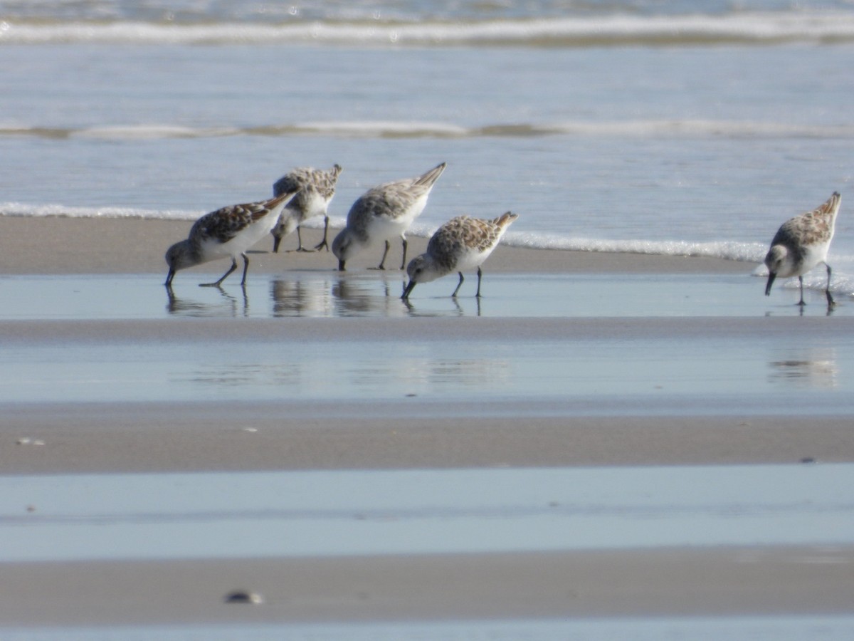 Sanderling - ML635103271