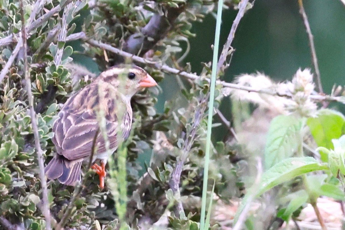 Shaft-tailed Whydah - ML635103283