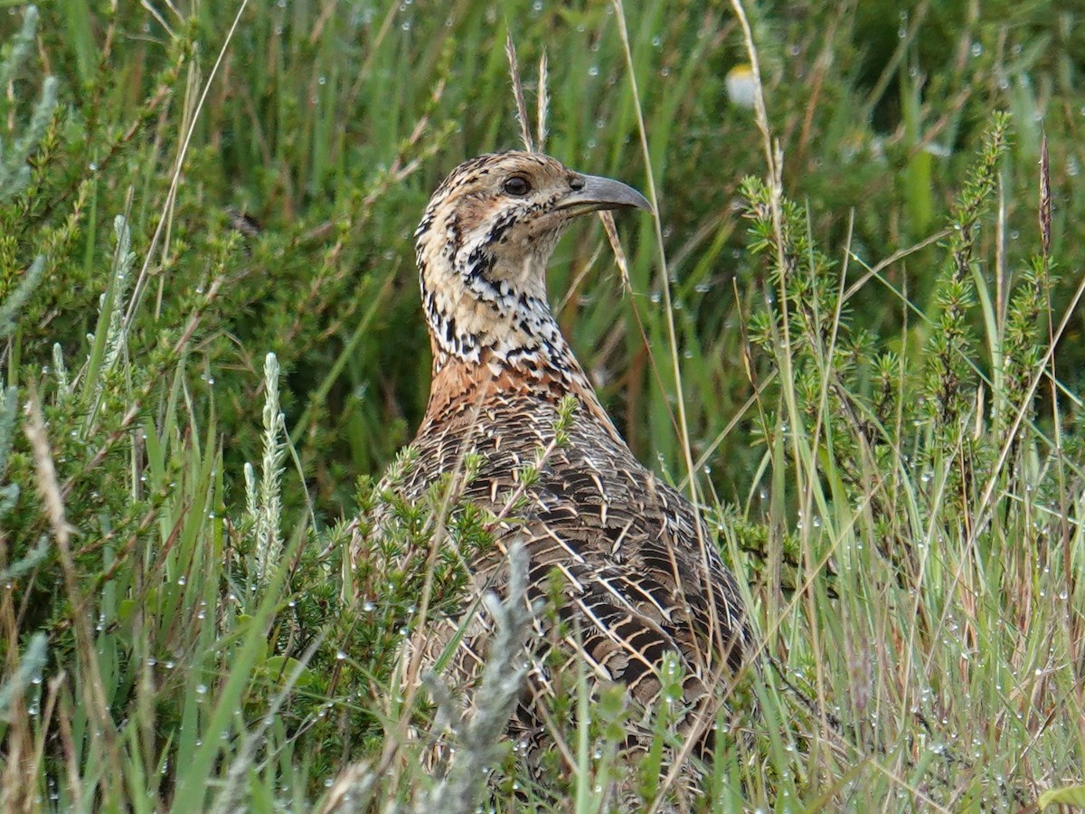 Elgon Francolin - ML635103298