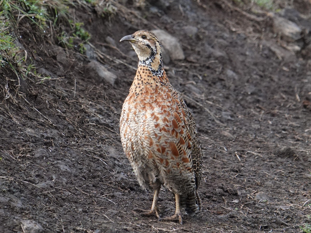 Elgon Francolin - ML635103300