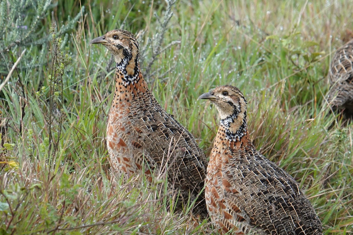 Elgon Francolin - ML635103303