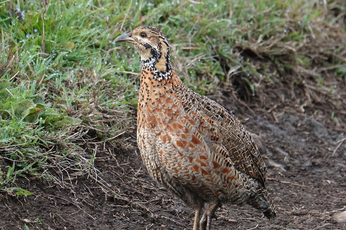 Elgon Francolin - ML635103305