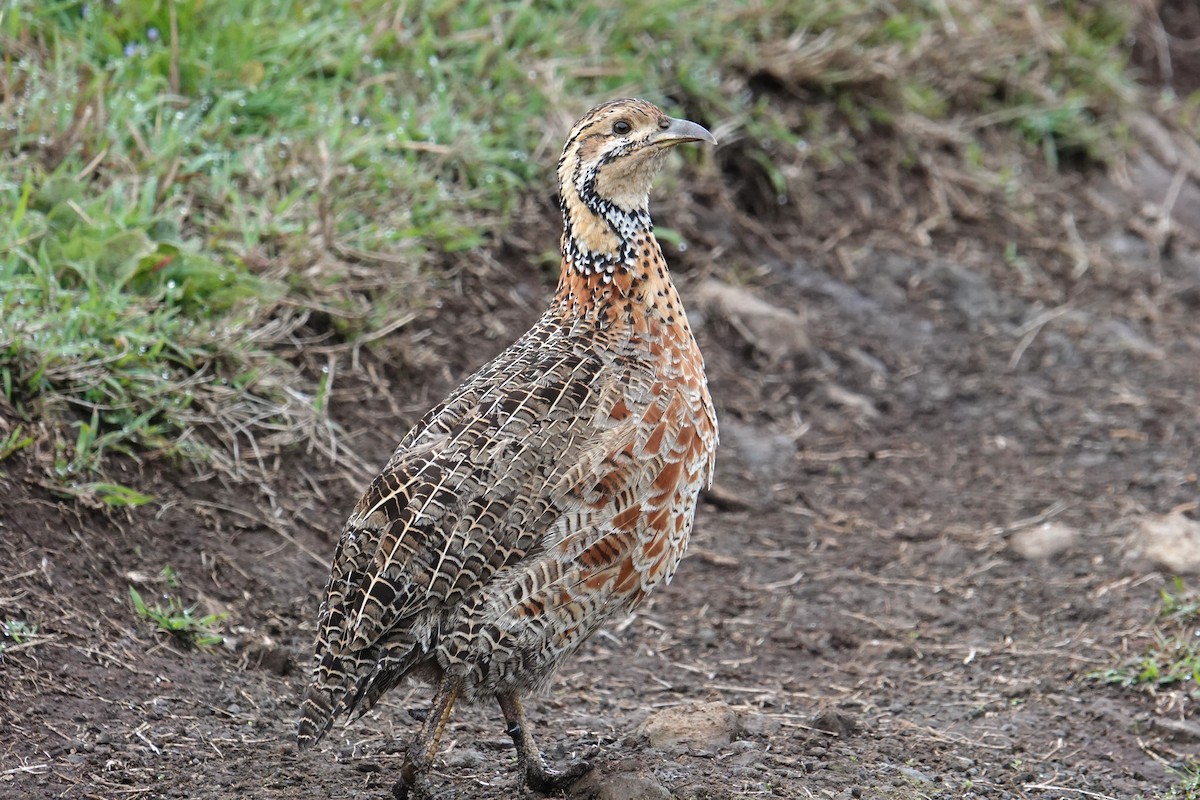 Elgon Francolin - ML635103306