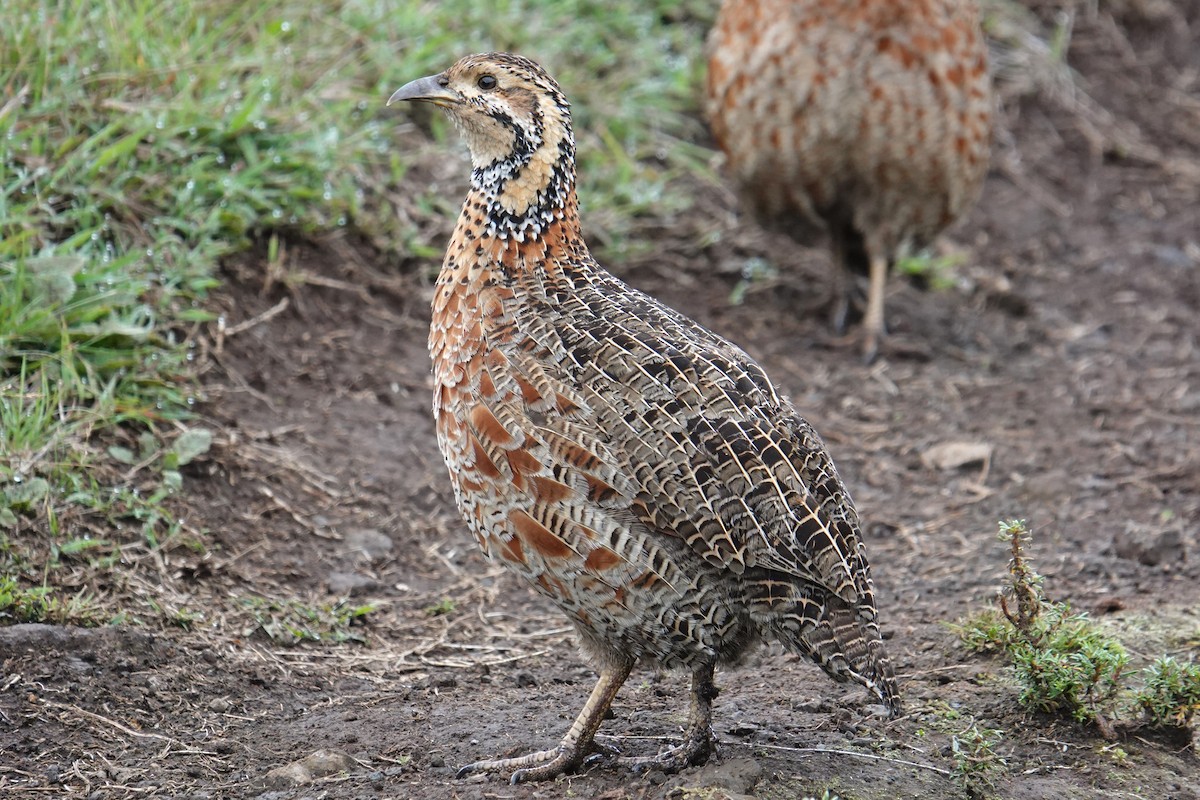 Elgon Francolin - ML635103307