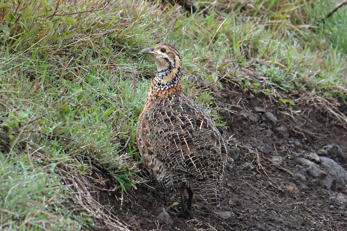 Elgon Francolin - ML635103308