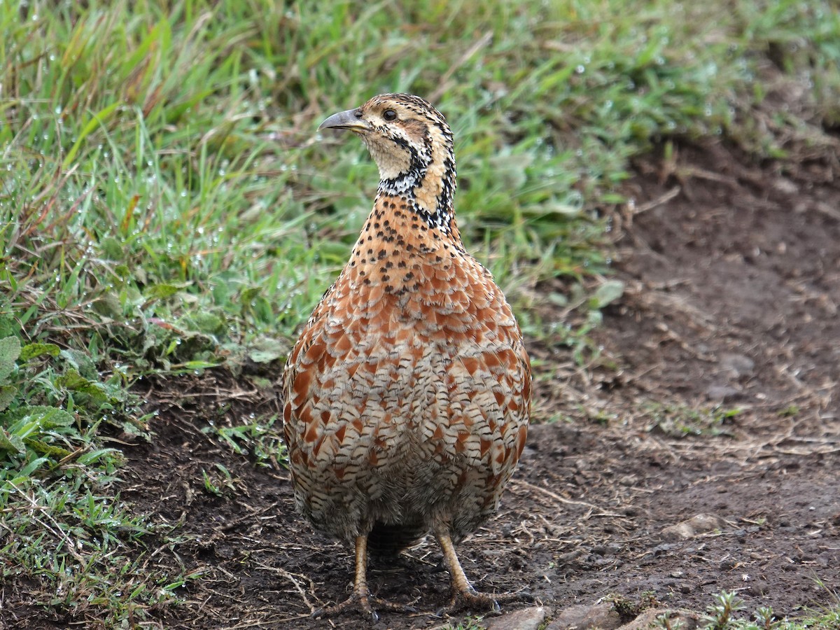 Elgon Francolin - ML635103309